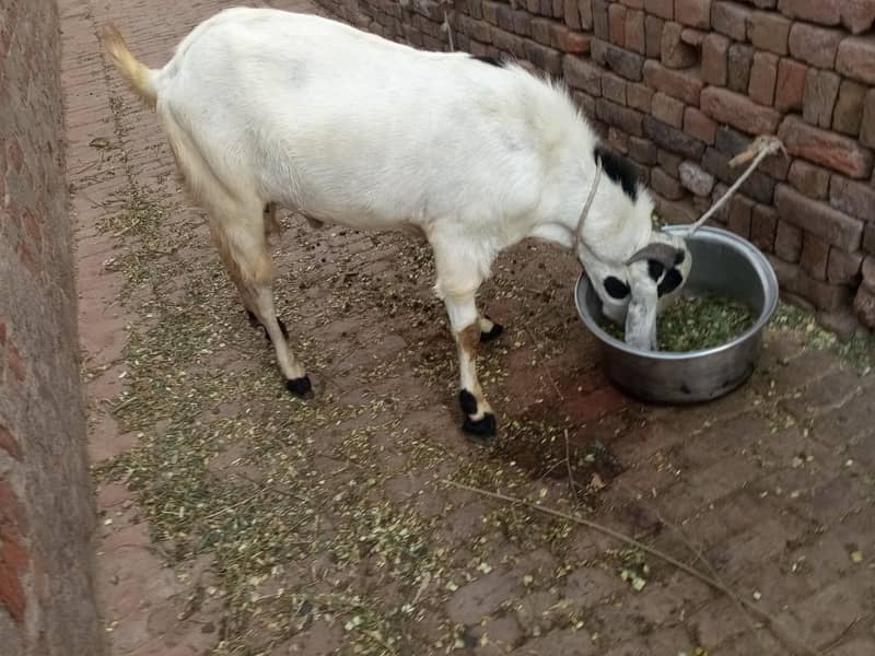 goats 4