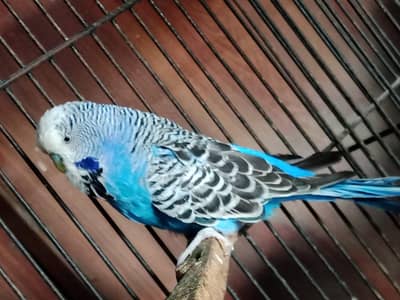 parrots | king budgie Parrots | Birds
