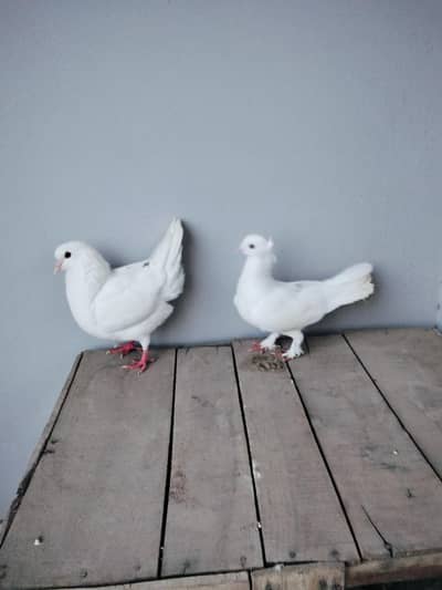 fancy pigeons
