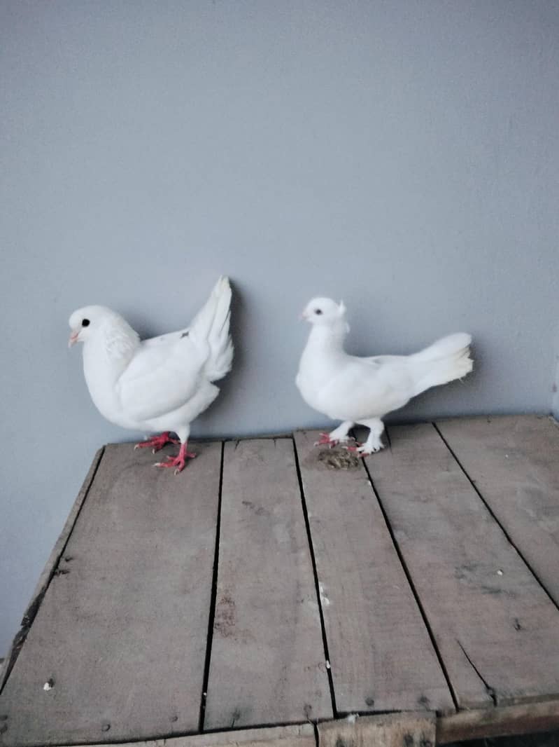 fancy pigeons 0