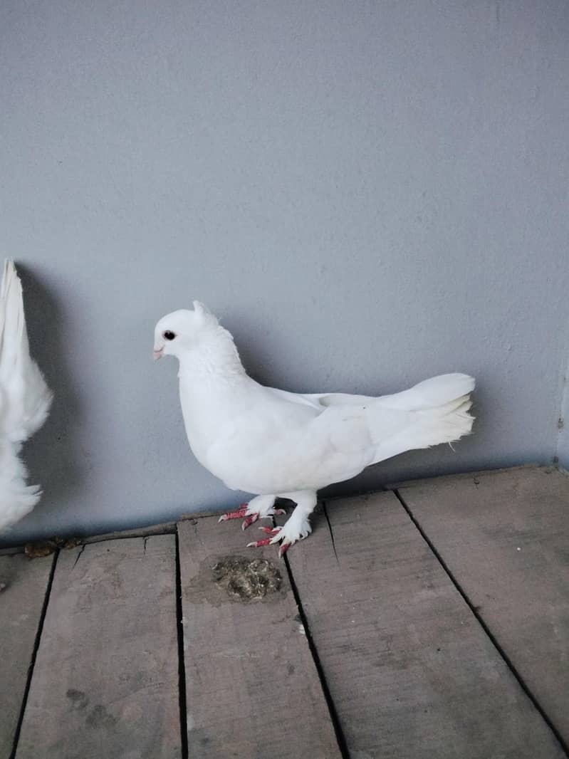 fancy pigeons 1