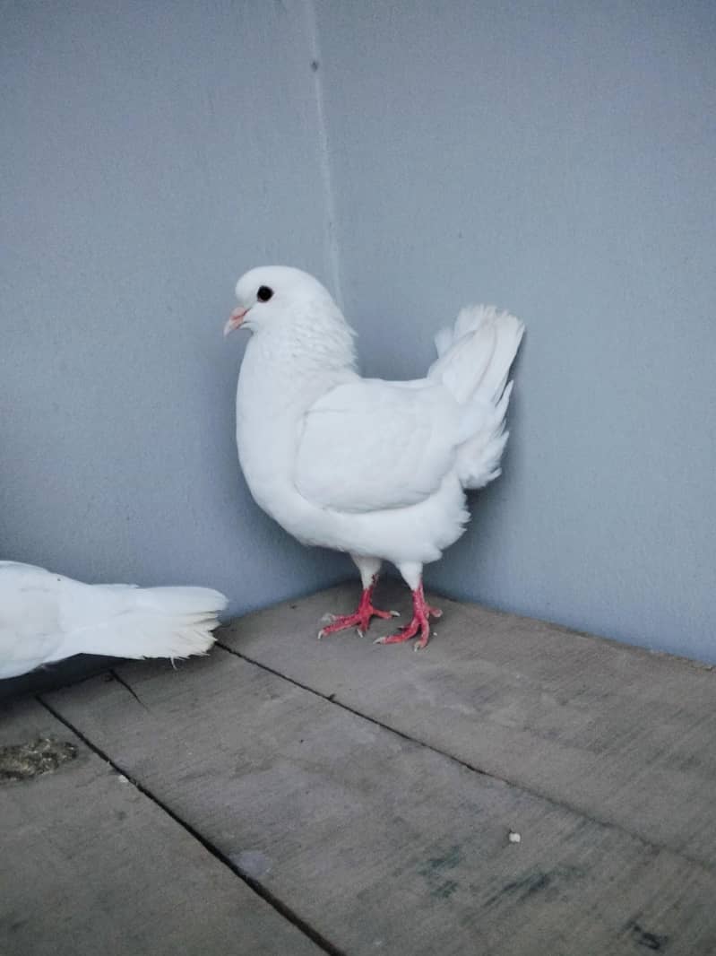 fancy pigeons 2