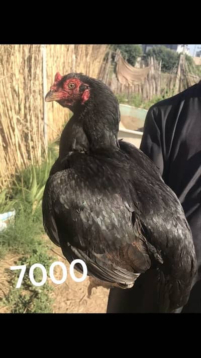 Murga home breed