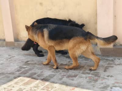 German Shepherd age 9 months