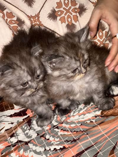 Persian kitten pair