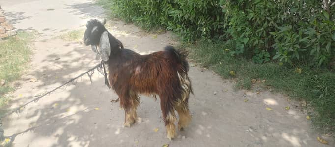GOAT for Sale