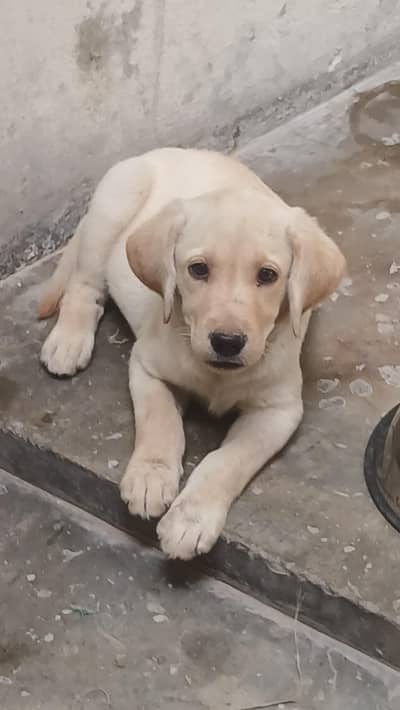 Labrador female