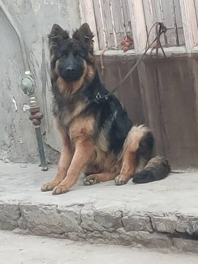 pedigree long coat german shepherd