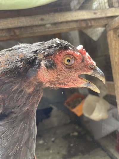 Aseel Birds for sale
