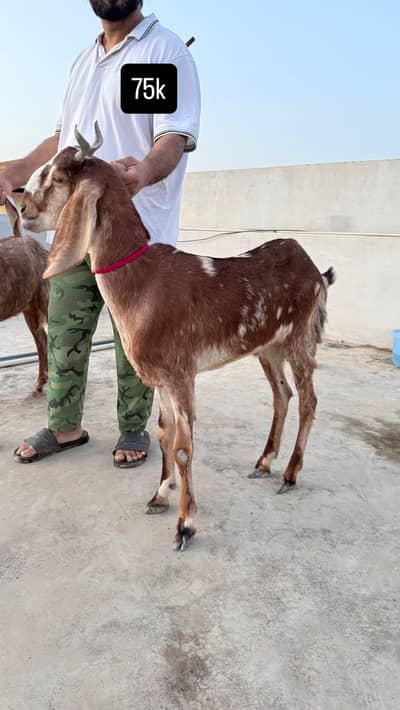 Khasi bakre 2 danth