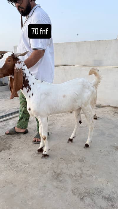 Kheera bakra