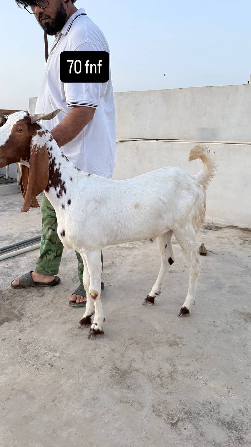 Kheera bakra 0