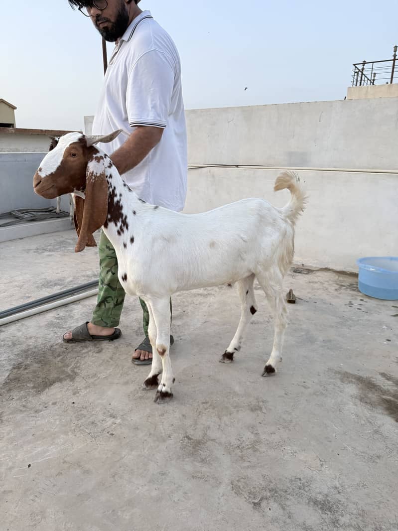 Kheera bakra 1