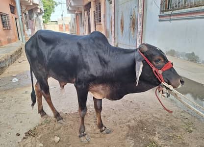 Black Cow  confirm 2 dant
