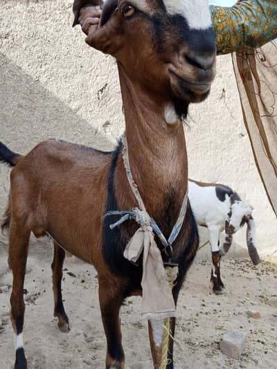 bakra khasi 42 kg live weight demand 75k 32kg live weight demand 55k