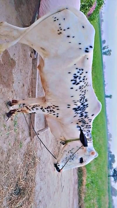 bull وچھا دوندھا