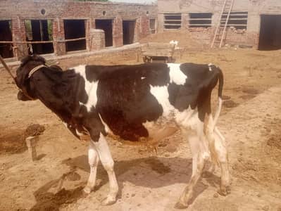 Qurbani bull
