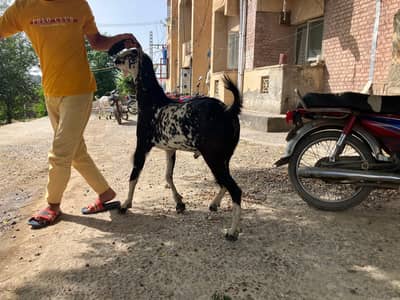Qurbani Bakra Goat