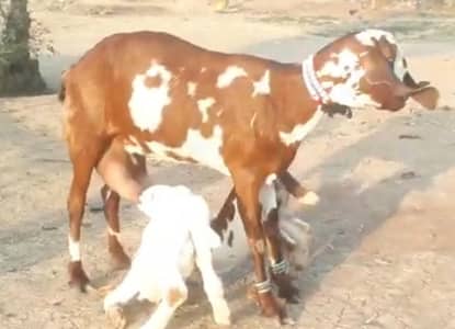 3 Bacchon Ka Sath Desi Bakri For Sale/03229844345)