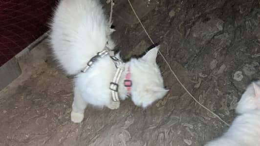 persian cat triple coat