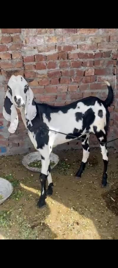 donda khasi bkra for sale