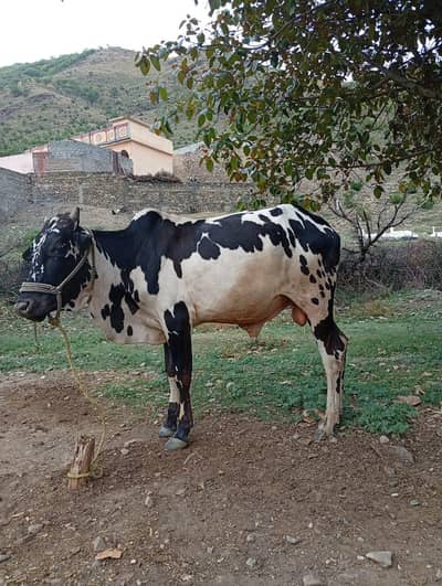 white black bull