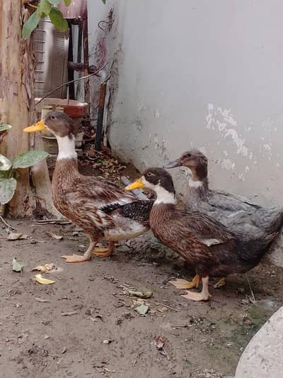 ducks pair active healthy. . . 03226968556