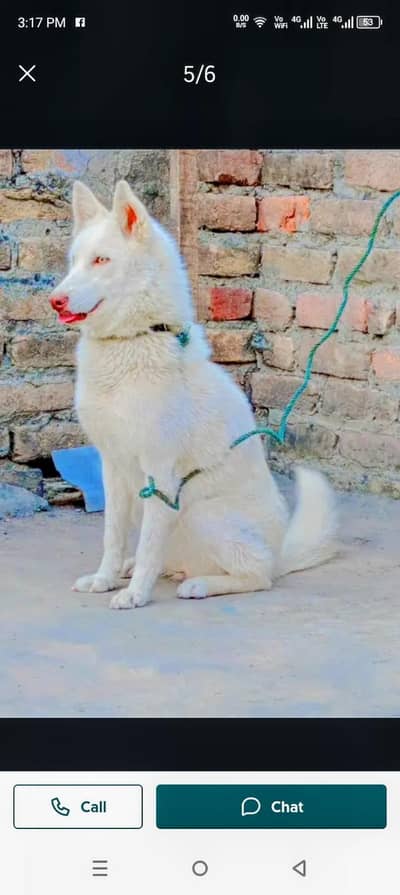 white Siberian husky female for reasonable price 03135992241 what's up