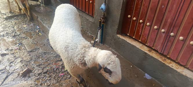 qurbani domba/chatra /bakra