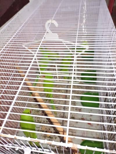 Ringnick parrot 3 pieces 4month full self per piece 5000