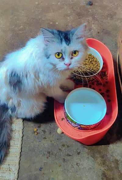 beautiful white Persian cat