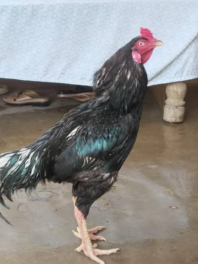 assalamualaikum aseel lassani breeder murgha misri murghi or ek jawa a