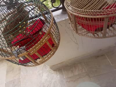 Irani teetar pair available for sale today with both cage.