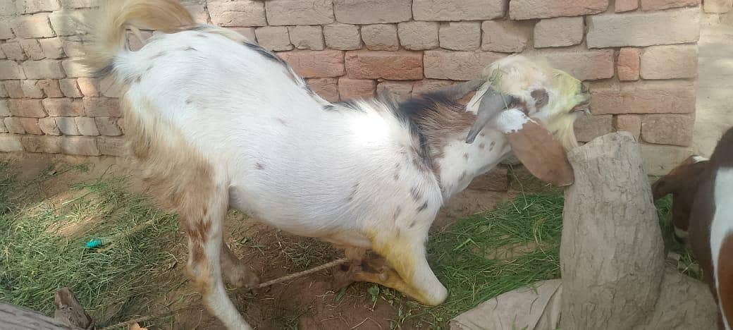 عید قربان کے لیے خوبصورت بکرا  0