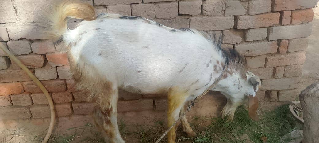 عید قربان کے لیے خوبصورت بکرا  1