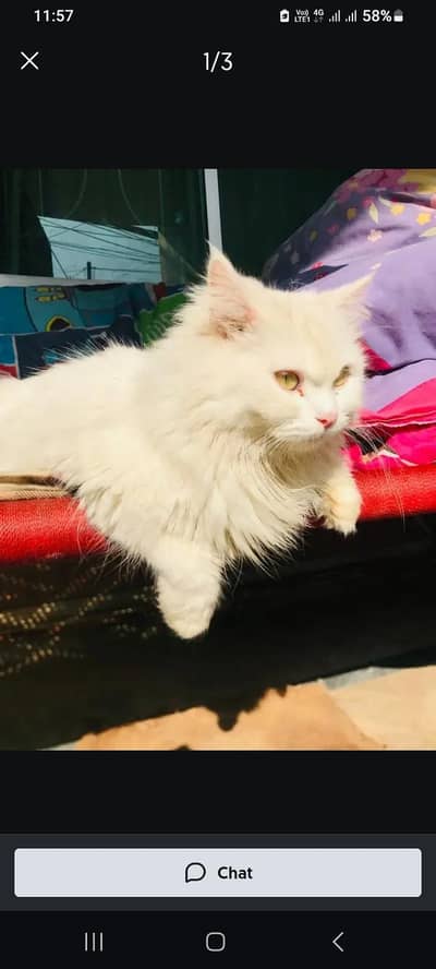 white double cot persian cat