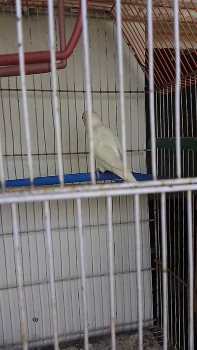 Love birds breeder pair