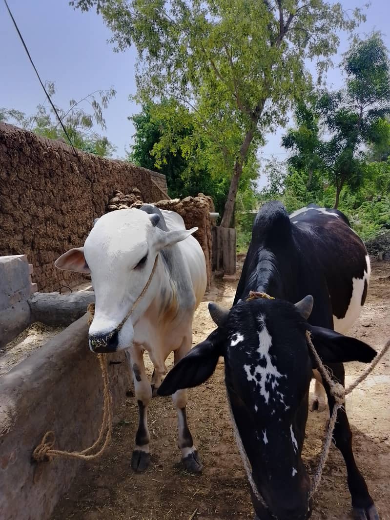 Eid Animals 0
