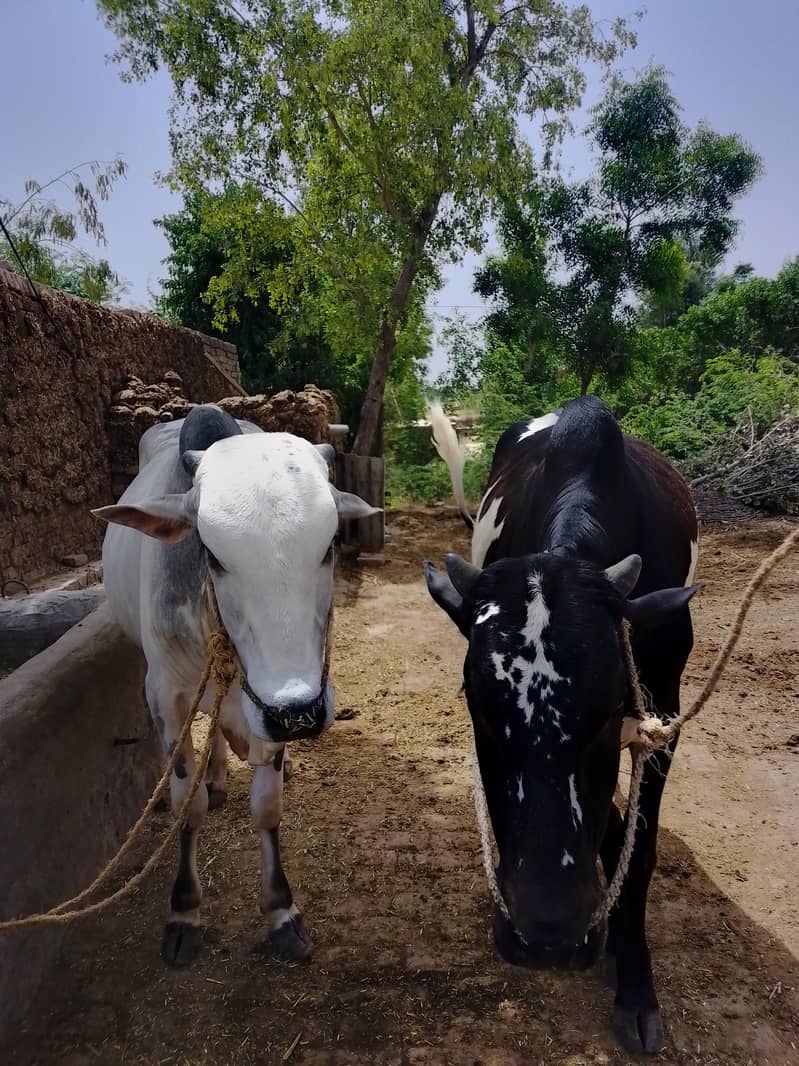Eid Animals 1