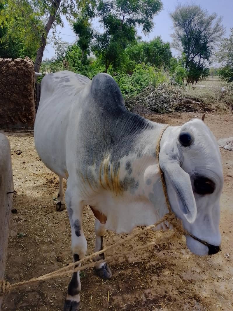 Eid Animals 2