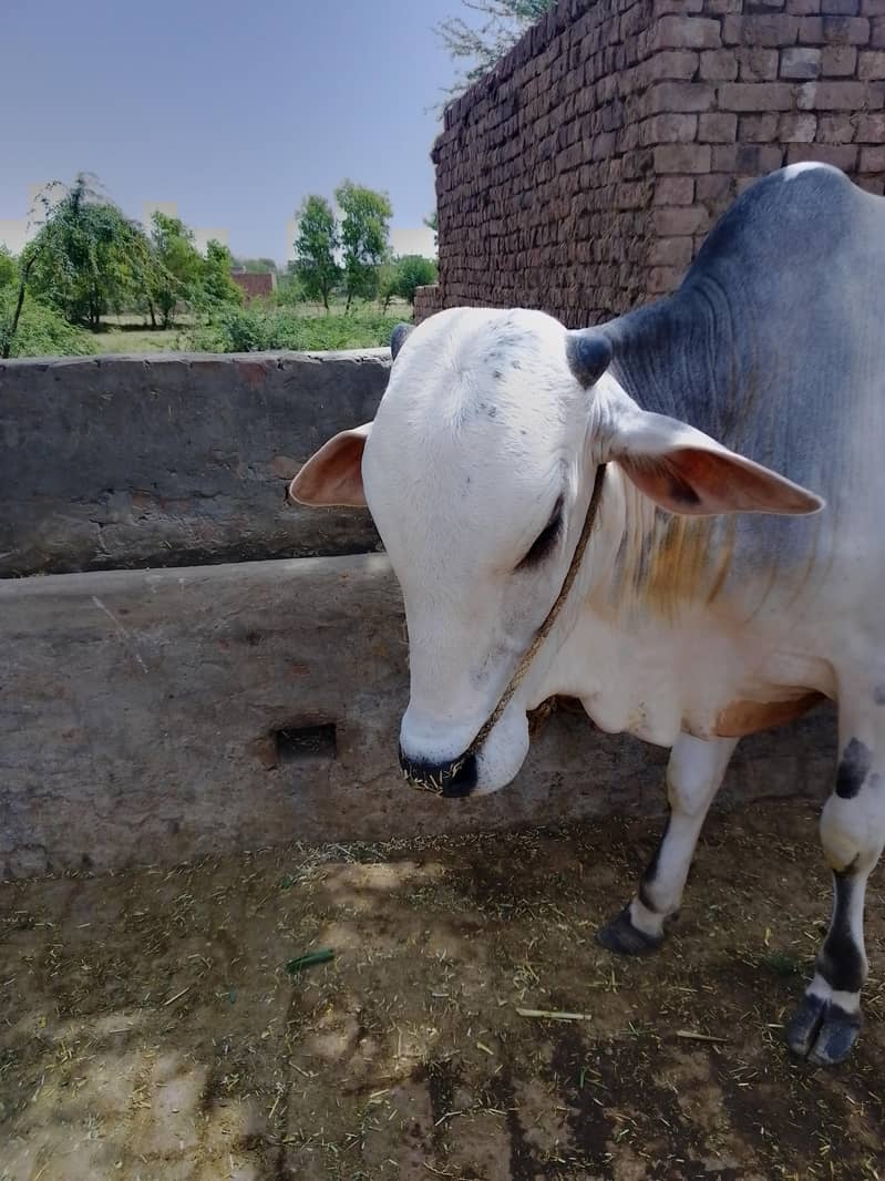 Eid Animals 3