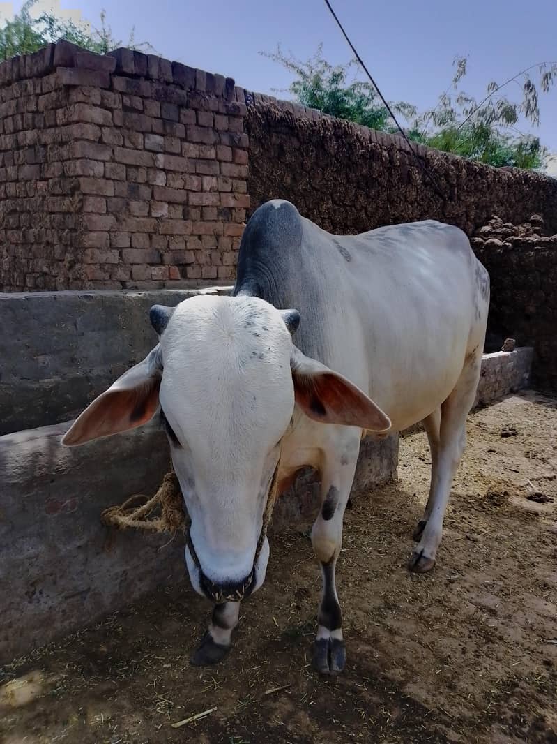 Eid Animals 4
