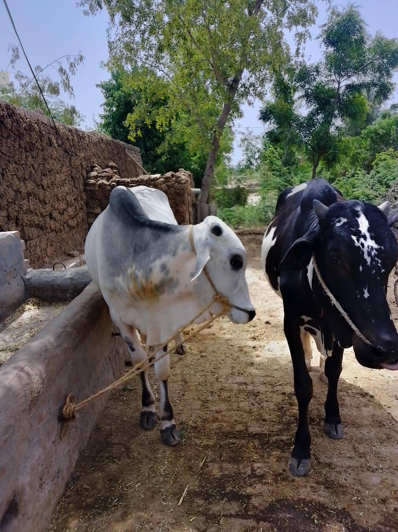 Eid Animals 5