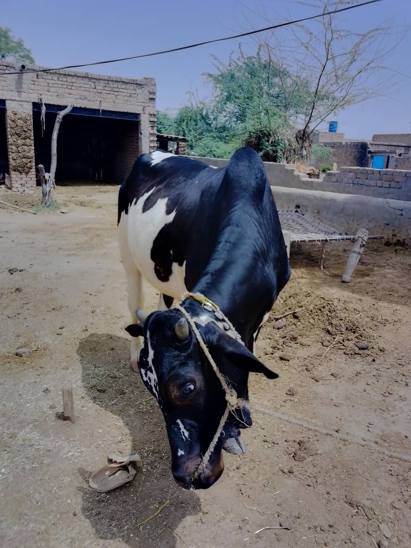 Eid Animals 6
