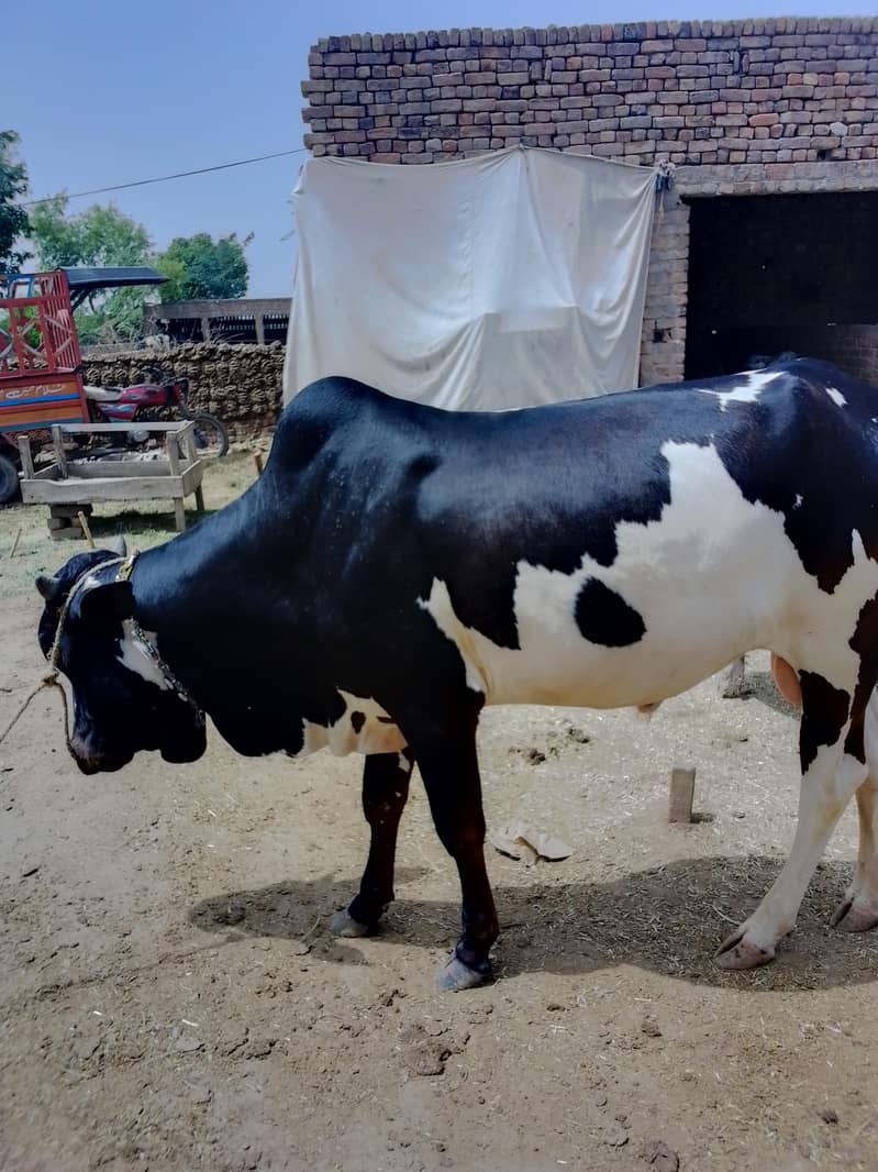 Eid Animals 7