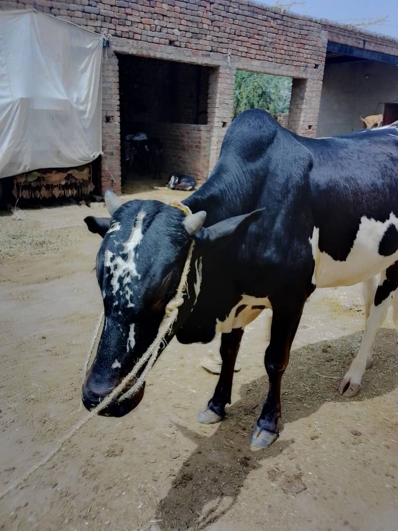 Eid Animals 8