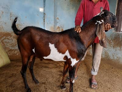 Pure Beetal Bakra for Eid Qurbani
