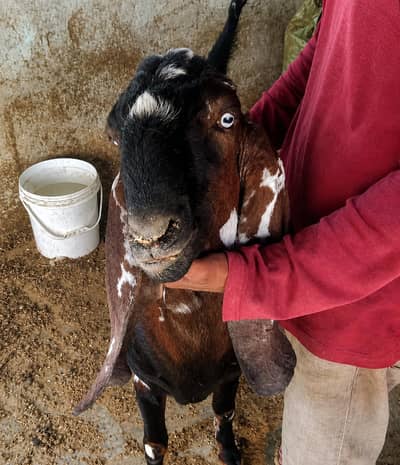 Beetal Bakra or maki chani bakri ka Bacha. High quality.  Home Breed