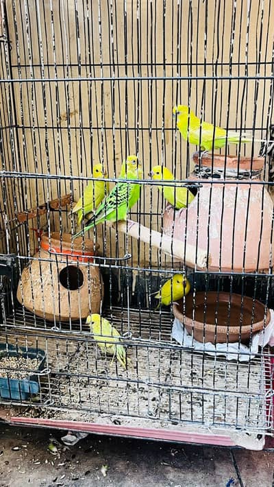 Australian parrot couple