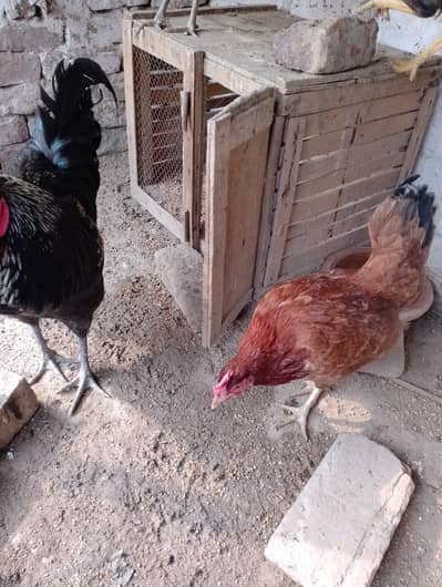 Austerloop RIR Mix Breed.